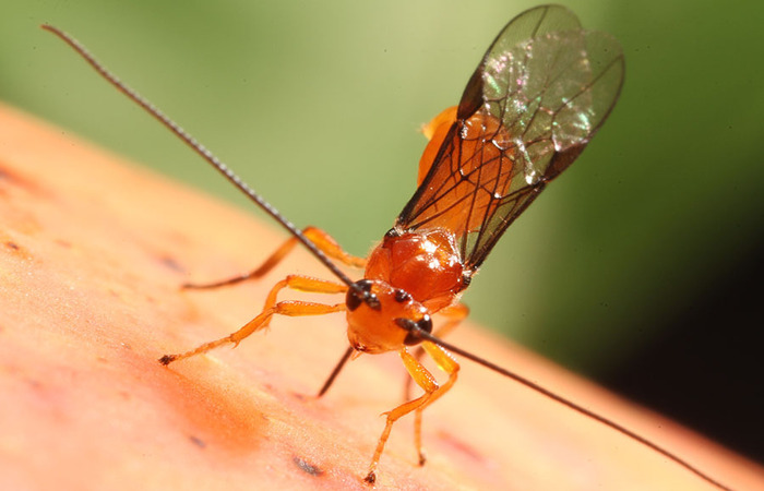Parasitoide pode ser liberado em praticamente qualquer região do país (Foto: Paulo Lanzetta) Parasitoide pode ser liberado em praticamente qualquer região do país (Foto: Paulo Lanzetta)