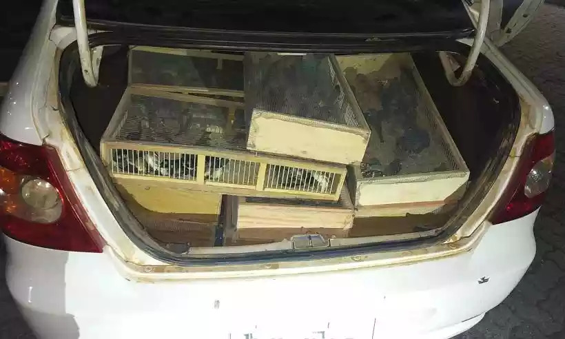 Segundo o Ibama, transporte aponta que houve maus-tratos aos animais (Foto: Ibama)