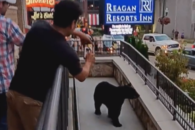 Urso  filmado em Tennessee, nos EUA  (Foto: Reproduo/Redes Sociais)