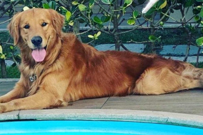 Nas redes sociais, a tutora e a irm do animal pediram justia por Churros (foto: Reproduo/Instagram )