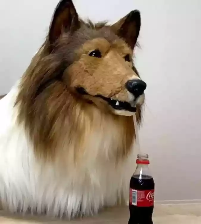 Japons sai de casa vestido de co da raa collie (Divulgao)