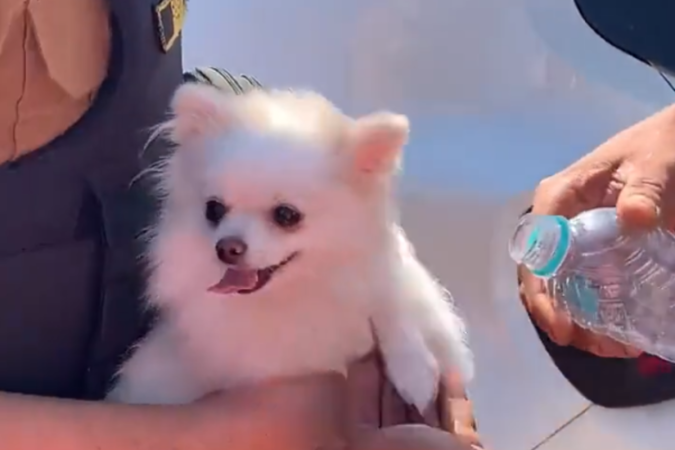 Cachorrinho foi resgatado por policiais militares em Toledo, no Paran  (foto: Reproduo/Twitter)