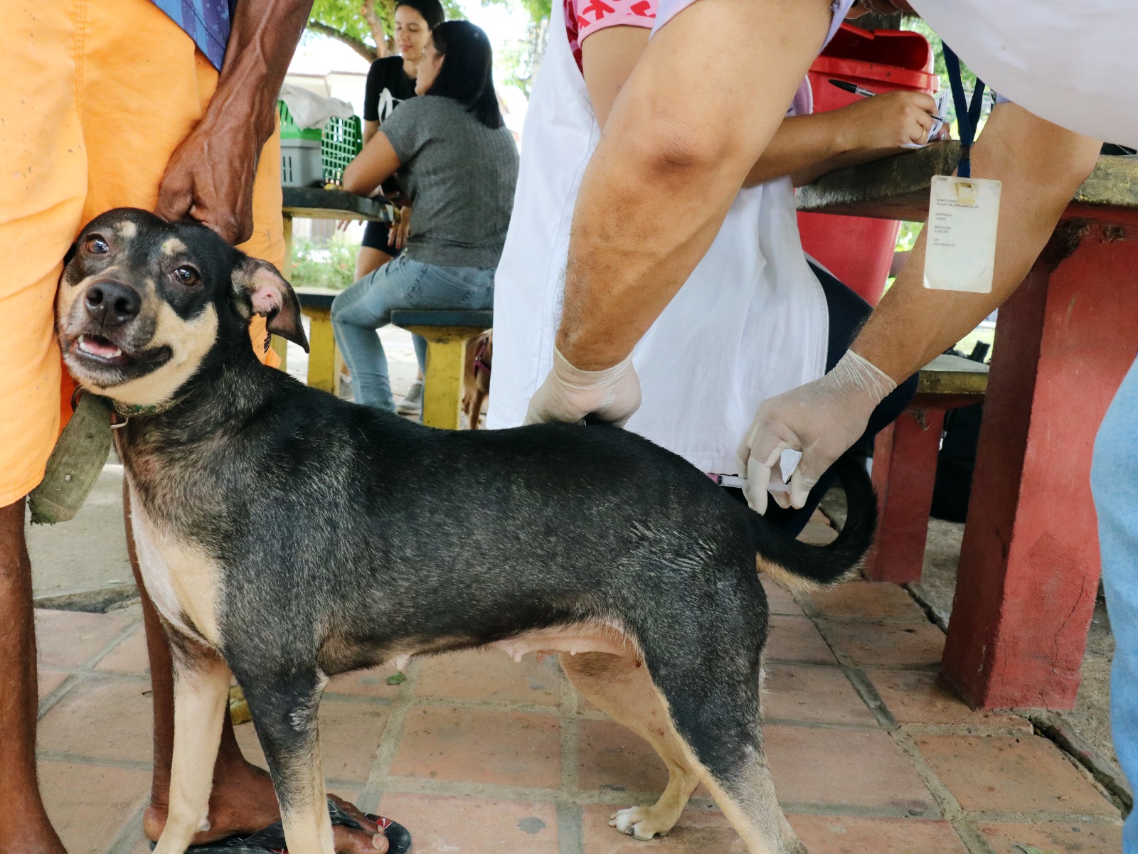 Cães devem ser vacinados contra a raiva  (Foto: Prefeitura do Recife/Divulgação )