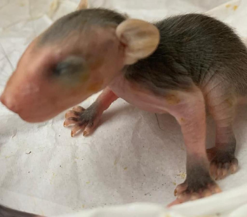 Timbu  um marsupial da famlia Didelphidae (foto: Reproduo )