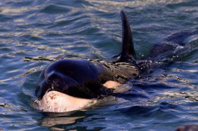 O animal foi encontrado em 2020 nas Ilhas Comandante, localizadas ao largo do Extremo Oriente russo no Mar de Bering, local longe de seu habitat natural  (foto: MARTY MELVILLE )