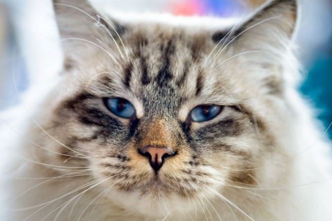 Scientists have discovered how cats can purr