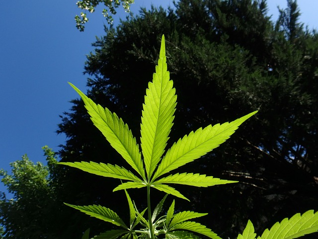 Atualmente, o Brasil conta com pouco mais de 80 empresas dedicadas exclusivamente ao mercado da maconha, a maioria de pequeno porte (Pixabay)