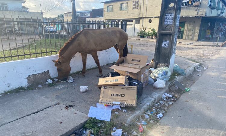 De cavalos comendo lixo na rua a esgoto estourado: moradores de Olinda  convivem com descaso