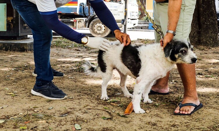 Recife e Olinda promovem vacinação antirrábica para cães e gatos neste  sábado (11) - Folha Pet - Folha PE