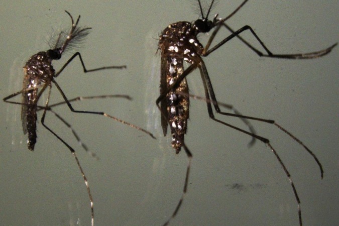 

Inseto transmissor de doenças como dengue e zika: tática de resistência preserva o material genético (foto: Anjana Prasad)