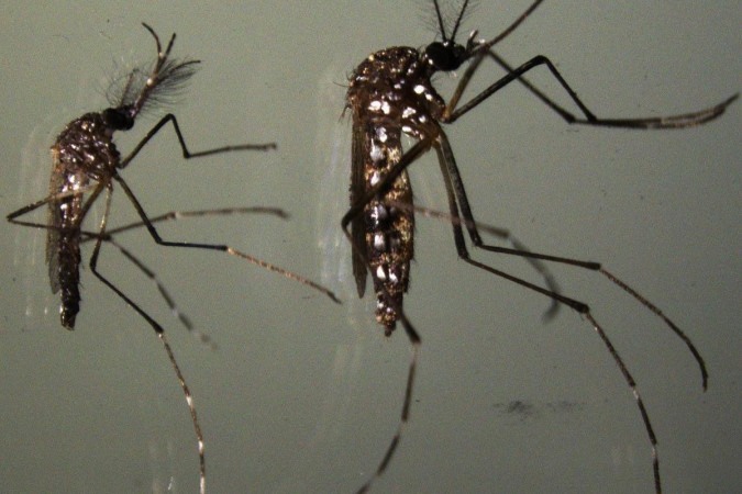 

Inseto transmissor de doenas como dengue e zika: ttica de resistncia preserva o material gentico (foto: Anjana Prasad)