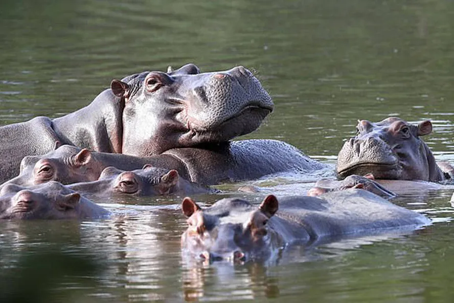 Alguns dos 166 hipopótamos serão sacrificados (foto: Arcrebiano Araujo/AFP)