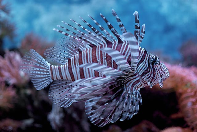 Segundo o estudo que ser apresentado, o peixe-leo j foi encontrado nos estados do Amap, Par, Maranho, Piau, Cear, Paraba, Rio Grande do Norte e Pernambuco (Crditos: Pexels)
