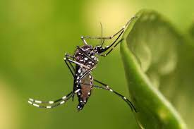 Mosquito Aedes aegypti transmite arboviroses (Foto: Arquivo)