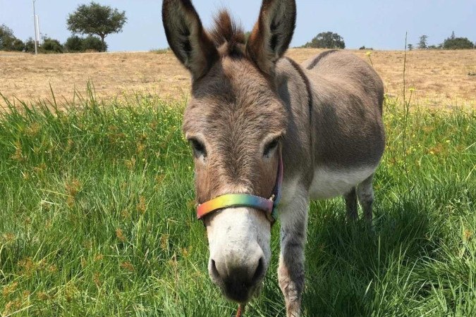 Perry, burro que serviu de modelo para personagem do filme Shrek (foto: Divulgação/Barron Park Donkeys)
Perry, burro que serviu de modelo para personagem do filme Shrek (foto: Divulgação/Barron Park Donkeys)