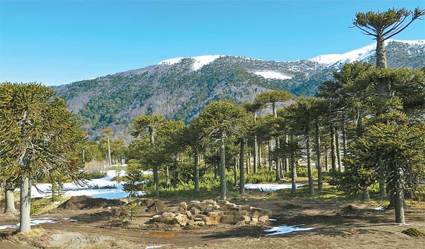 Carto-postal: O Centro de Ski e Hotel Valle Corralco est localizado na base do vulco Lonquimay dentro da reserva nacional Malalcahuello- Nalcas. (Edilson Segundo/Arquivo Pessoal)